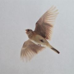 あげひばりさん