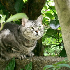 ｈａｓｈｉ１０６５