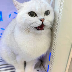 フジワラ トモコさん