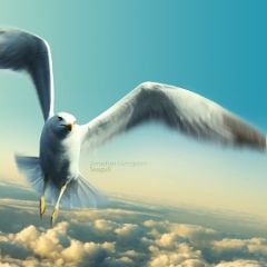 鳥のようにさん