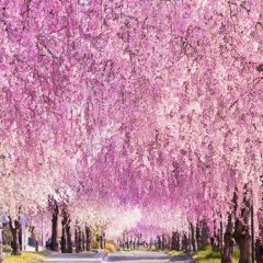 マヨネーズさん