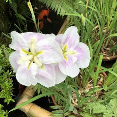 ひまわり2525さん