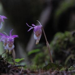 ホテイランさん