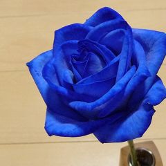 青いバラさん