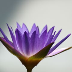 カチャーチャン