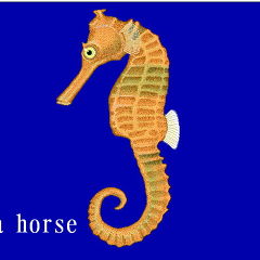 シーホースーYさん