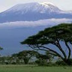 あひるの行進さん