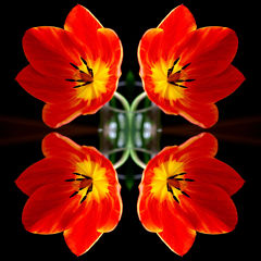 ハラダ (・o・)さん