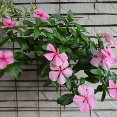 ジャスミンさん