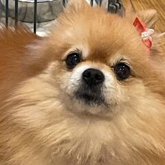 きなこもちさん