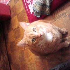 ゲンゴロウさん