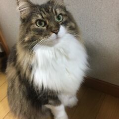 5番街のミミさん