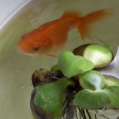 金魚さん