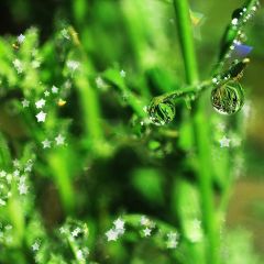 パンプキンさん