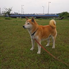 まにゃたんさん