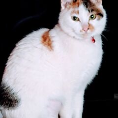 ちゃこさんさん