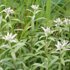 エーデルワイス