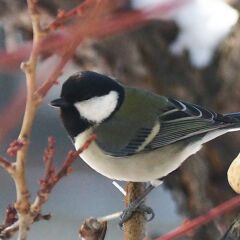 谷川風太郎さん