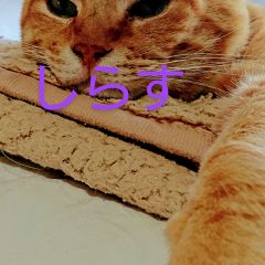 じゃこしらすさん