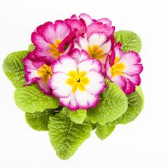 エコ旅サバイバルさん