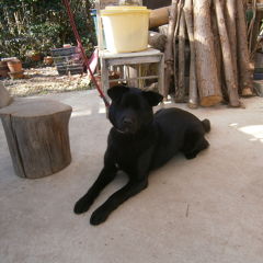 もりあおかえるさん