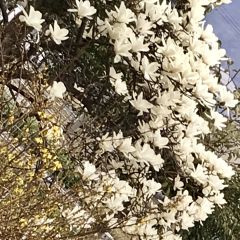 ほっちゃりさん