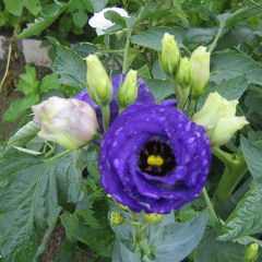 せせらぎの路さん