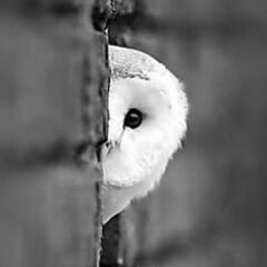 ☆ 福 老（ふくろう）