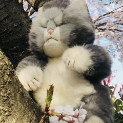 さくら別邸さん