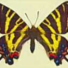 ぎふちょうさん