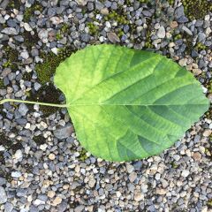 明日も晴れさん